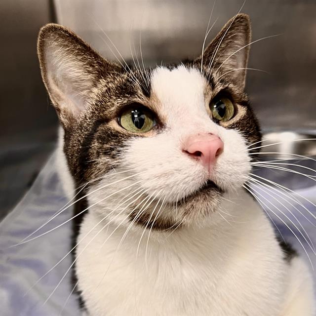 adoptable Cat in Fort Lauderdale, FL named RILEY