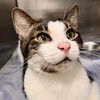 adoptable Cat in Fort Lauderdale, FL named RILEY