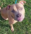 adoptable Dog in , FL named BRICE