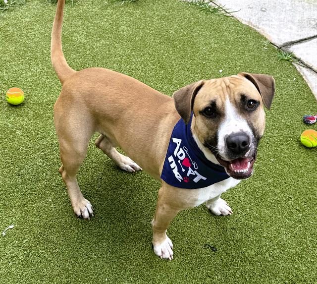 adoptable Dog in Fort Lauderdale, FL named CARL