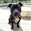 adoptable Dog in , FL named BREWSKI