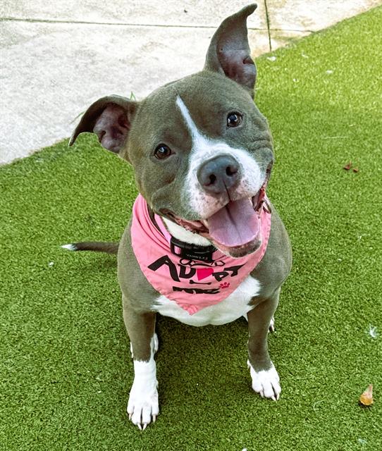 adoptable Dog in Fort Lauderdale, FL named LOLA