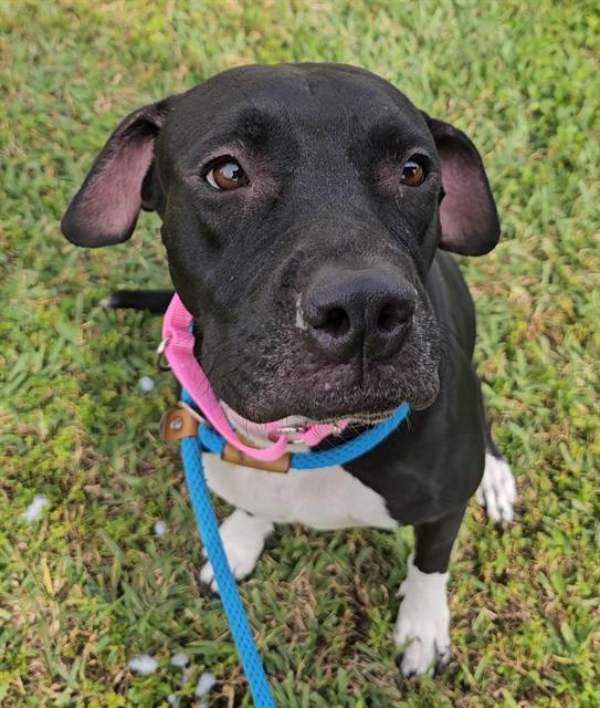 adoptable Dog in Fort Lauderdale, FL named HARMONY