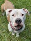 adoptable Dog in  named QUEENIE