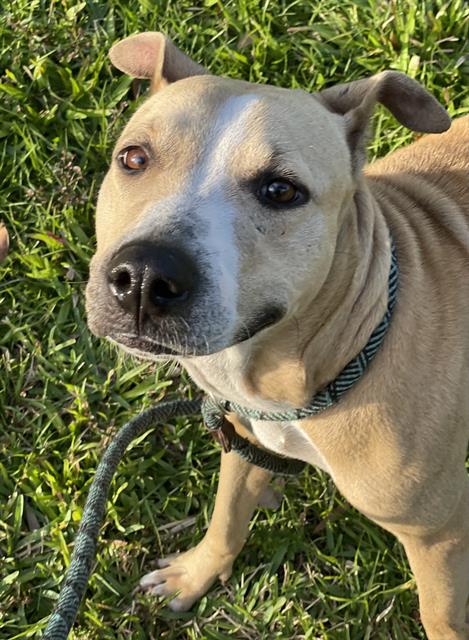 adoptable Dog in Fort Lauderdale, FL named YELLA