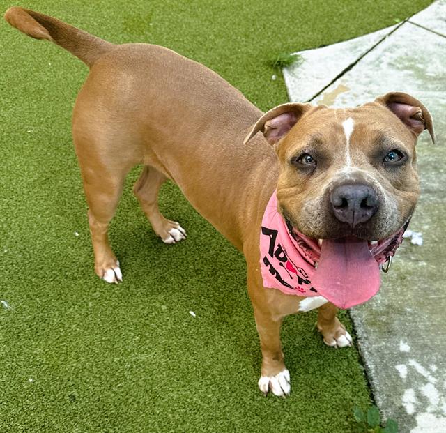 adoptable Dog in Fort Lauderdale, FL named POOCHIE