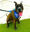 adoptable Dog in Fort Lauderdale, FL named DEBO