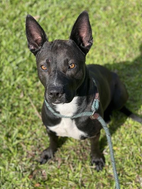 adoptable Dog in Fort Lauderdale, FL named PHOEBE