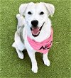 adoptable Dog in  named SPICE