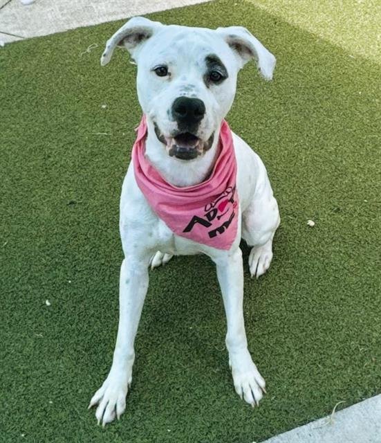 adoptable Dog in Fort Lauderdale, FL named HENNESSY