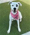 adoptable Dog in  named HENNESSY