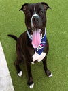 adoptable Dog in Fort Lauderdale, FL named PEARCE