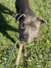 adoptable Dog in Fort Lauderdale, FL named SOREN