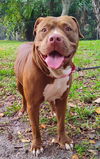 adoptable Dog in Fort Lauderdale, FL named EMMA