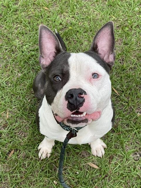 adoptable Dog in Fort Lauderdale, FL named OREO