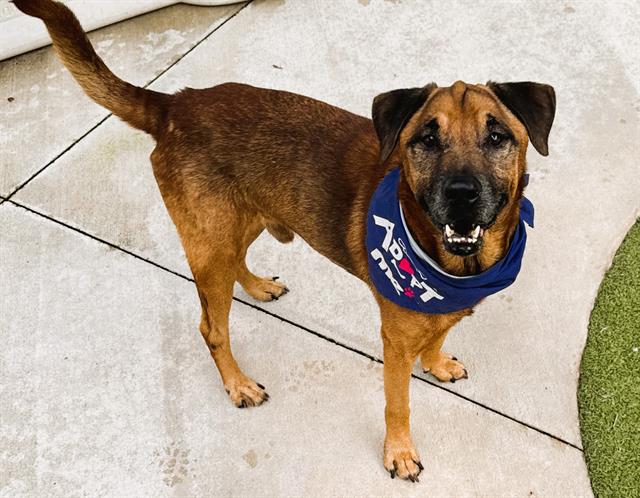 adoptable Dog in Fort Lauderdale, FL named SCOOBY