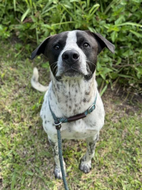 adoptable Dog in Fort Lauderdale, FL named JIMMY