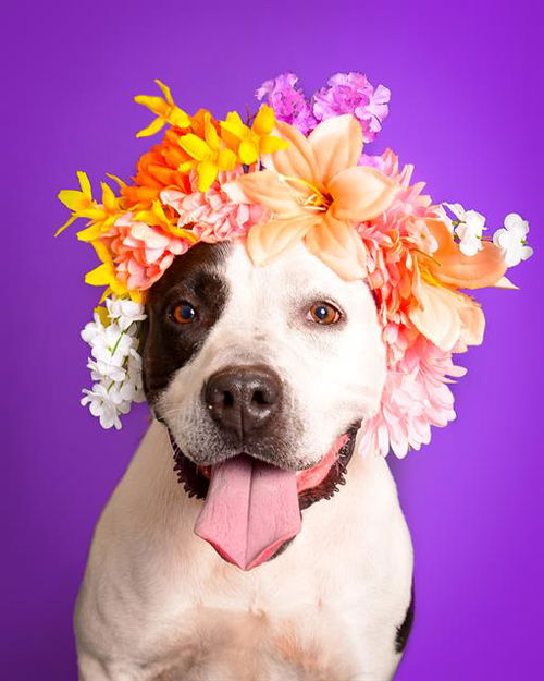 picture of the dog needing adoption