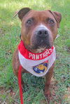 adoptable Dog in  named DUCKY