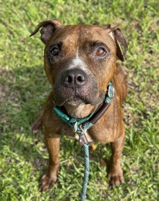 adoptable Dog in Fort Lauderdale, FL named DUCKY