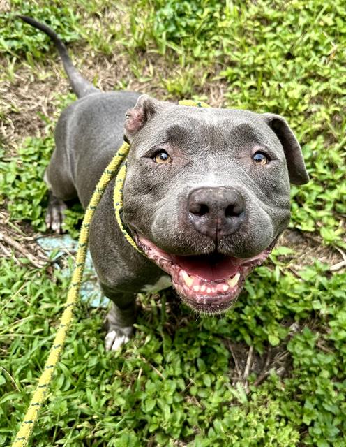 adoptable Dog in Fort Lauderdale, FL named SERENITY