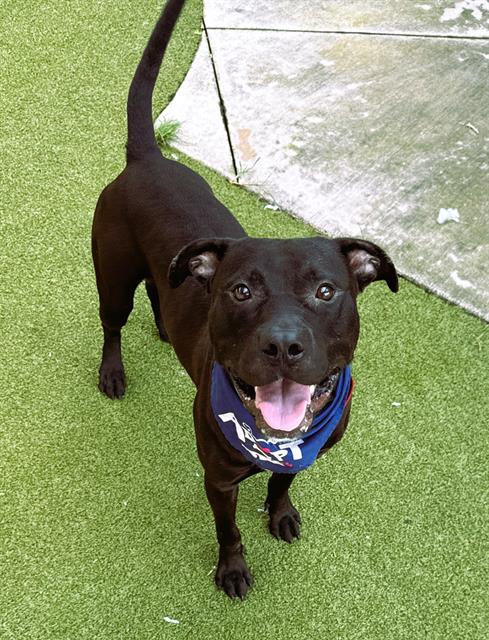 adoptable Dog in Fort Lauderdale, FL named BEANS