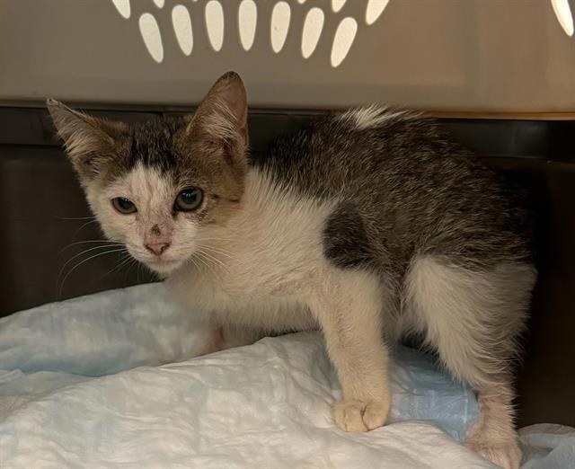 adoptable Cat in Fort Lauderdale, FL named BO