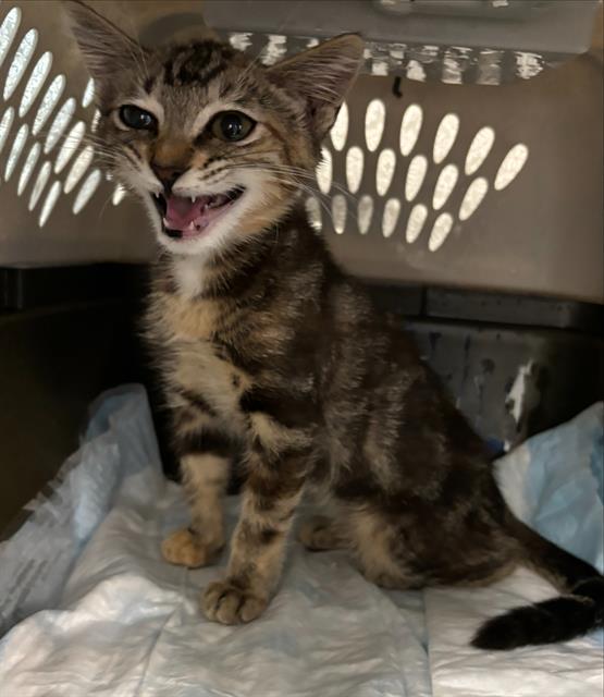 adoptable Cat in Fort Lauderdale, FL named A2380816