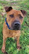 adoptable Dog in  named DRAX