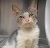 adoptable Cat in Fort Lauderdale, FL named A2381028