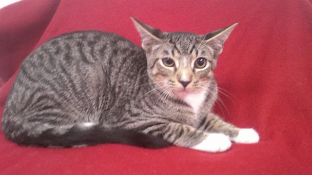 adoptable Cat in Fort Lauderdale, FL named TRISTON