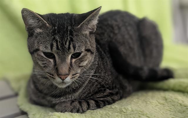 adoptable Cat in Fort Lauderdale, FL named STITCH