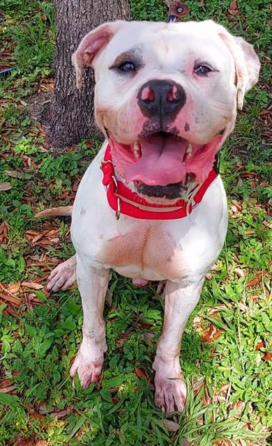 adoptable Dog in Fort Lauderdale, FL named CALVIN