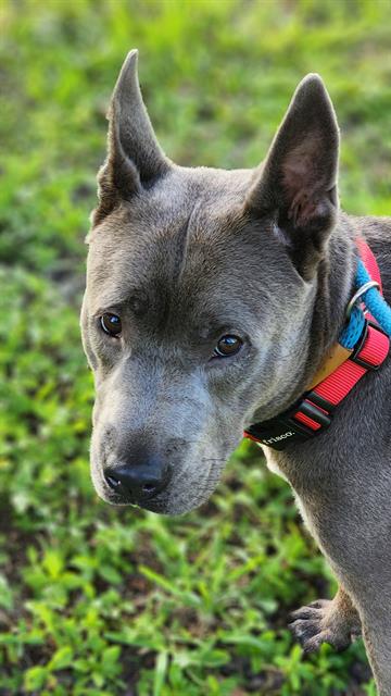 adoptable Dog in Fort Lauderdale, FL named BELLE