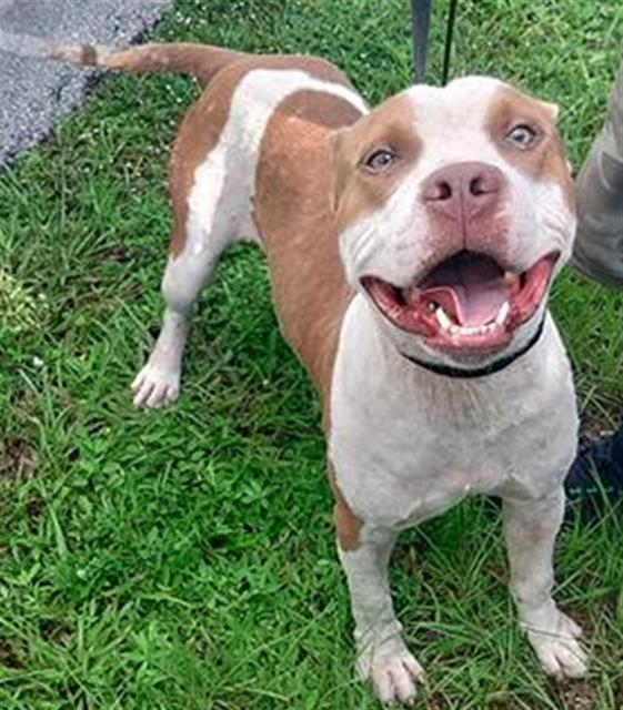 adoptable Dog in Fort Lauderdale, FL named FINN