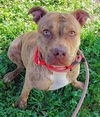 adoptable Dog in Fort Lauderdale, FL named BROOKLYN