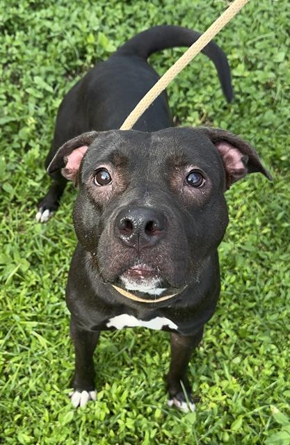 adoptable Dog in Fort Lauderdale, FL named VALENTINE