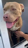 adoptable Dog in Fort Lauderdale, FL named DAVE