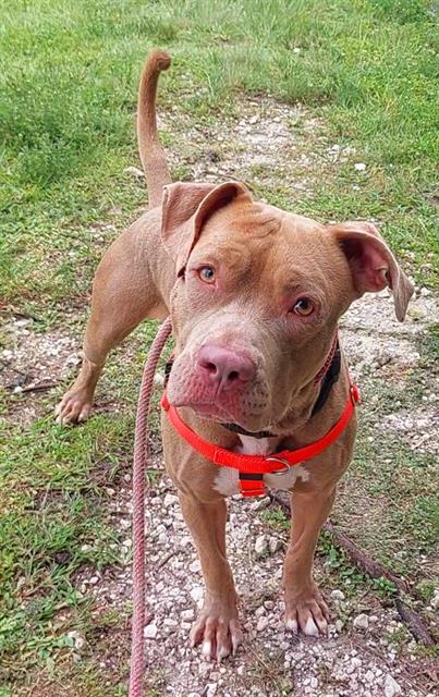 adoptable Dog in Fort Lauderdale, FL named DAVE