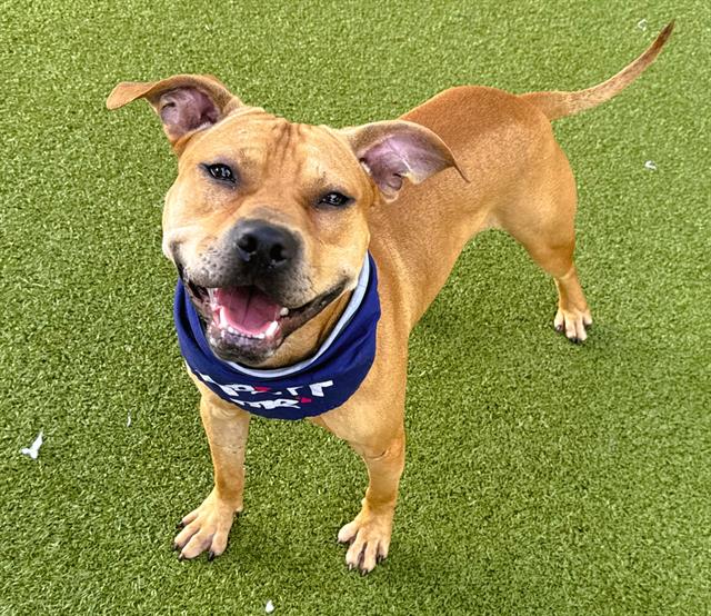 adoptable Dog in Fort Lauderdale, FL named PEANUT BUTTER