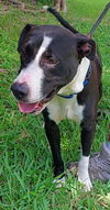 adoptable Dog in Fort Lauderdale, FL named OAKLEY