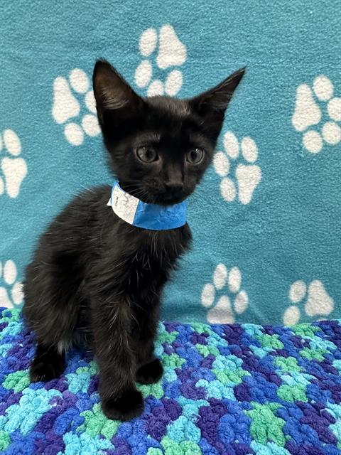 adoptable Cat in Fort Lauderdale, FL named HYDE