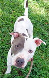 adoptable Dog in Fort Lauderdale, FL named GIGI