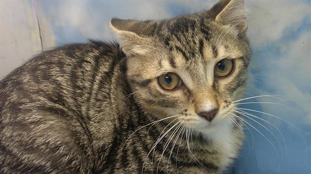 adoptable Cat in Fort Lauderdale, FL named A2383049