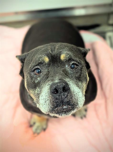 adoptable Dog in Fort Lauderdale, FL named WINNIE WALRUS