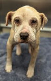 adoptable Dog in Fort Lauderdale, FL named WHITNEY