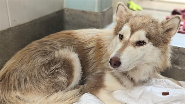 adoptable Dog in Fort Lauderdale, FL named SCARLET