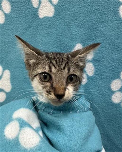 adoptable Cat in Fort Lauderdale, FL named COLE