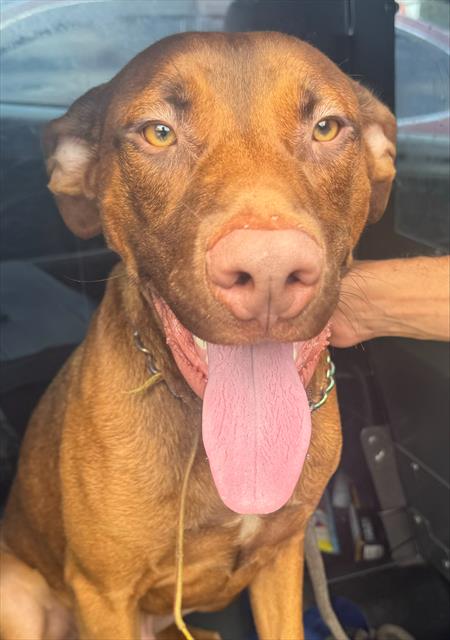 adoptable Dog in Fort Lauderdale, FL named LUTHER