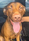 adoptable Dog in , FL named LUTHER